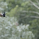 Illustration for article titled Researchers Use Drones and Lasers to Map Out Ancient Maya Sites